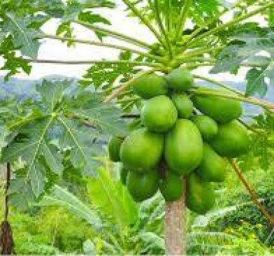 Phát hiện chất chống ung thư trong loại trái cây quen thuộc
