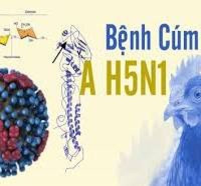 Khi nào nên nghi ngờ mắc cúm A (H5N1) và biện pháp phòng bệnh