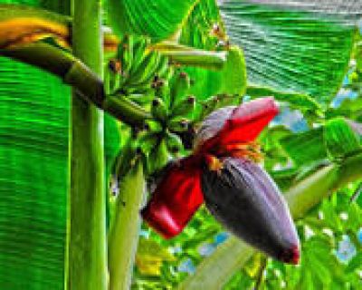 Hoa chuối - từ m&oacute;n ăn 'cứu đ&oacute;i' đến b&agrave;i thuốc qu&yacute;