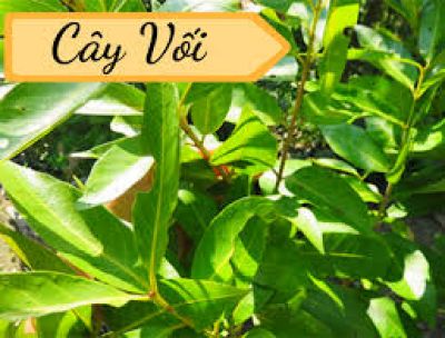 C&oacute; phải uống nước l&aacute; vối gi&uacute;p giảm mỡ m&aacute;u, tốt cho người bệnh gout?