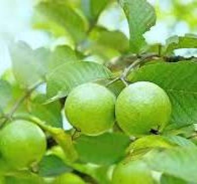 L&yacute; do bạn n&ecirc;n ăn ổi mỗi ng&agrave;y