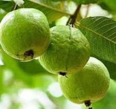 Uống nước ép ổi mỗi sáng: Bí quyết tự nhiên giúp kiểm soát đường huyết