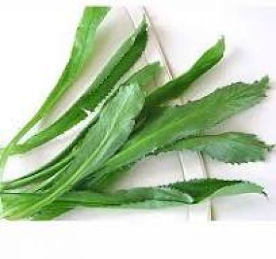 Những b&agrave;i thuốc hữu &iacute;ch từ c&acirc;y ng&ograve; gai