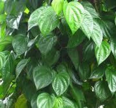 C&aacute;ch d&ugrave;ng l&aacute; trầu kh&ocirc;ng hỗ trợ trị vi&ecirc;m, khử khuẩn, đau nhức xương