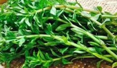 Loại rau mọc đầy bờ ao l&agrave; trợ thủ chữa sỏi thận