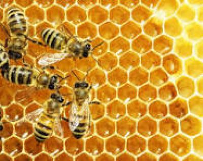 Điều g&igrave; xảy ra khi thường xuy&ecirc;n ăn mật ong?